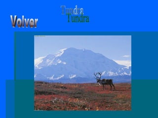 Tundra Volver 