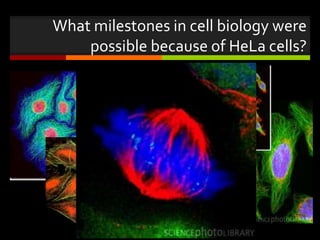 What milestones in cell biology were
possible because of HeLa cells?
 
