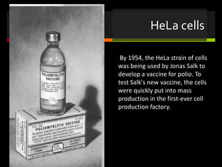 HeLa cells
By 1954, the HeLa strain of cells
was being used by Jonas Salk to
develop a vaccine for polio. To
test Salk's new vaccine, the cells
were quickly put into mass
production in the first-ever cell
production factory.
 