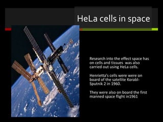 HeLa cells in space
Research into the effect space has
on cells and tissues was also
carried out using HeLa cells.
Henrietta’s cells were were on
board of the satellite Korabl-
Sputnik 2 in 1960.
They were also on board the first
manned space flight in1961
 