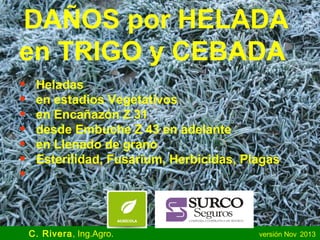 DAÑOS por HELADA
en TRIGO y CEBADA
•
•
•
•
•
•
•

Heladas
en estadios Vegetativos
en Encañazón Z 31
desde Embuche Z 43 en adelante
en Llenado de grano
Esterilidad, Fusarium, Herbicidas, Plagas

C. Rivera, Ing.Agro.

versión Nov 2013

 