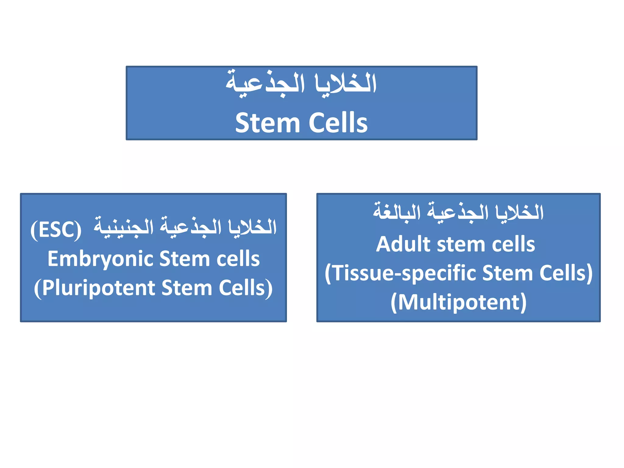 ‫الجذعية‬ ‫الخاليا‬
Stem Cells
‫الجذعية‬ ‫الخاليا‬‫الجنينية‬(ESC)
Embryonic Stem cells
)Pluripotent Stem Cells(
‫الجذعية‬ ‫الخاليا‬‫البالغة‬
Adult stem cells
(Tissue-specific Stem Cells)
(Multipotent)
 