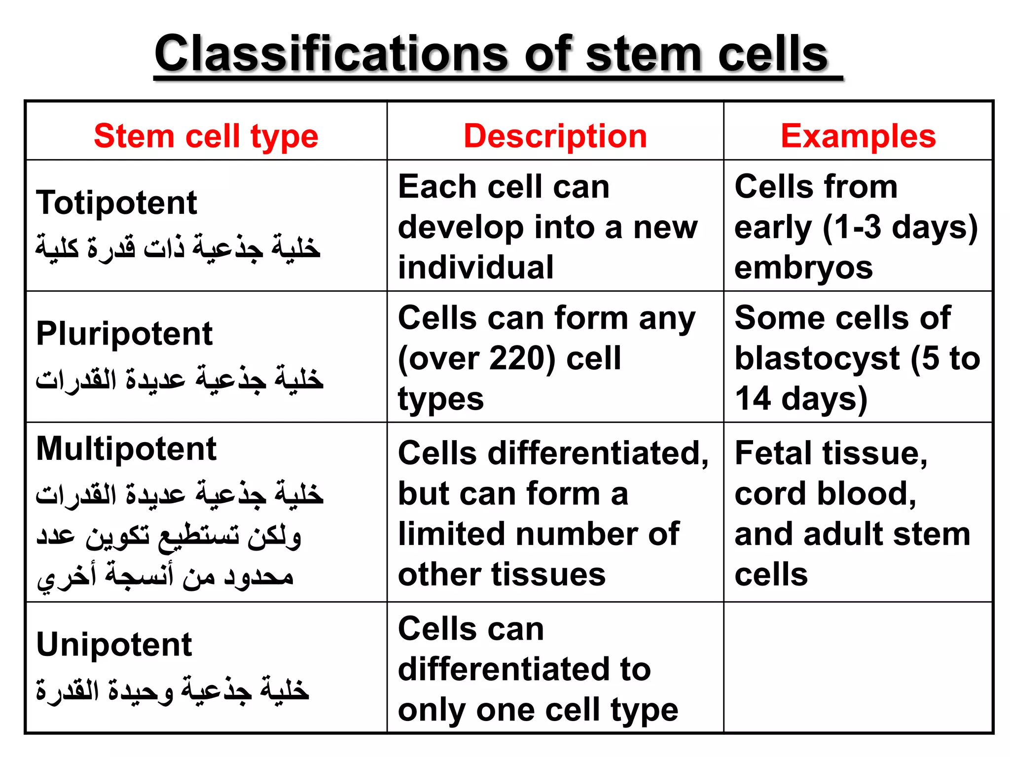Classifications of stem cells
Stem cell type Description Examples
Totipotent
‫كلية‬ ‫قدرة‬ ‫ذات‬ ‫جذعية‬ ‫خلية‬
Each cell can
develop into a new
individual
Cells from
early (1-3 days)
embryos
Pluripotent
‫القدرات‬ ‫عديدة‬ ‫جذعية‬ ‫خلية‬
Cells can form any
(over 220) cell
types
Some cells of
blastocyst (5 to
14 days)
Multipotent
‫جذعية‬ ‫خلية‬‫عديدة‬‫القدرات‬
‫تكوين‬ ‫تستطيع‬ ‫ولكن‬‫عدد‬
‫من‬ ‫محدود‬‫أخري‬ ‫أنسجة‬
Cells differentiated,
but can form a
limited number of
other tissues
Fetal tissue,
cord blood,
and adult stem
cells
Unipotent
‫القدرة‬ ‫وحيدة‬ ‫جذعية‬ ‫خلية‬
Cells can
differentiated to
only one cell type
 