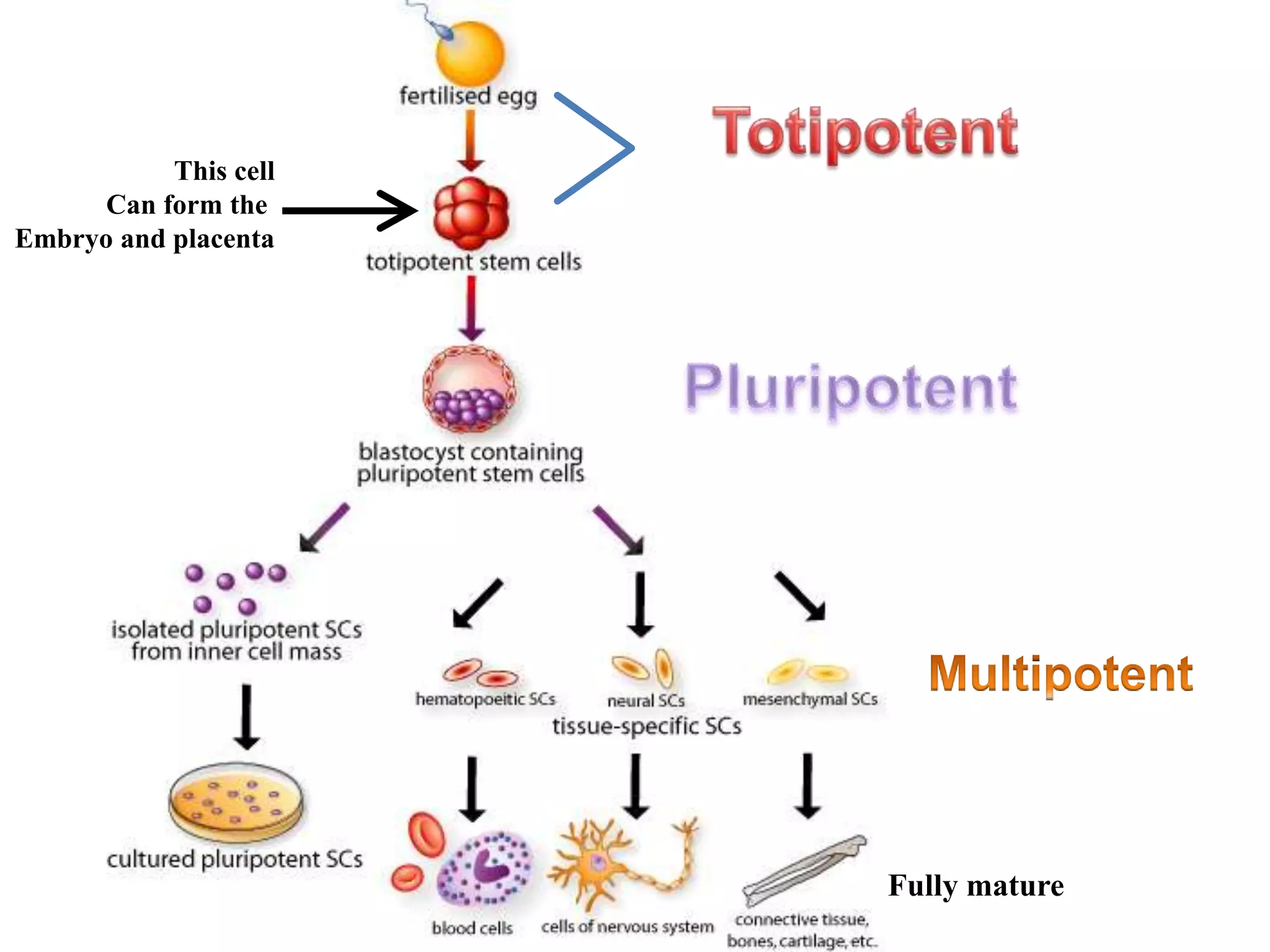 This cell
Can form the
Embryo and placenta
Fully mature
 