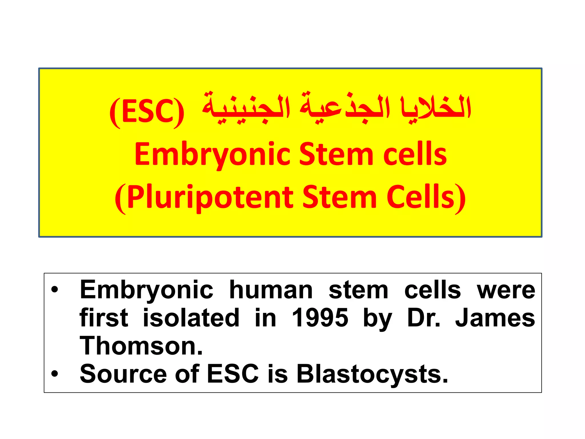 ‫الجذعية‬ ‫الخاليا‬‫الجنينية‬(ESC)
Embryonic Stem cells
)Pluripotent Stem Cells(
• Embryonic human stem cells were
first isolated in 1995 by Dr. James
Thomson.
• Source of ESC is Blastocysts.
 