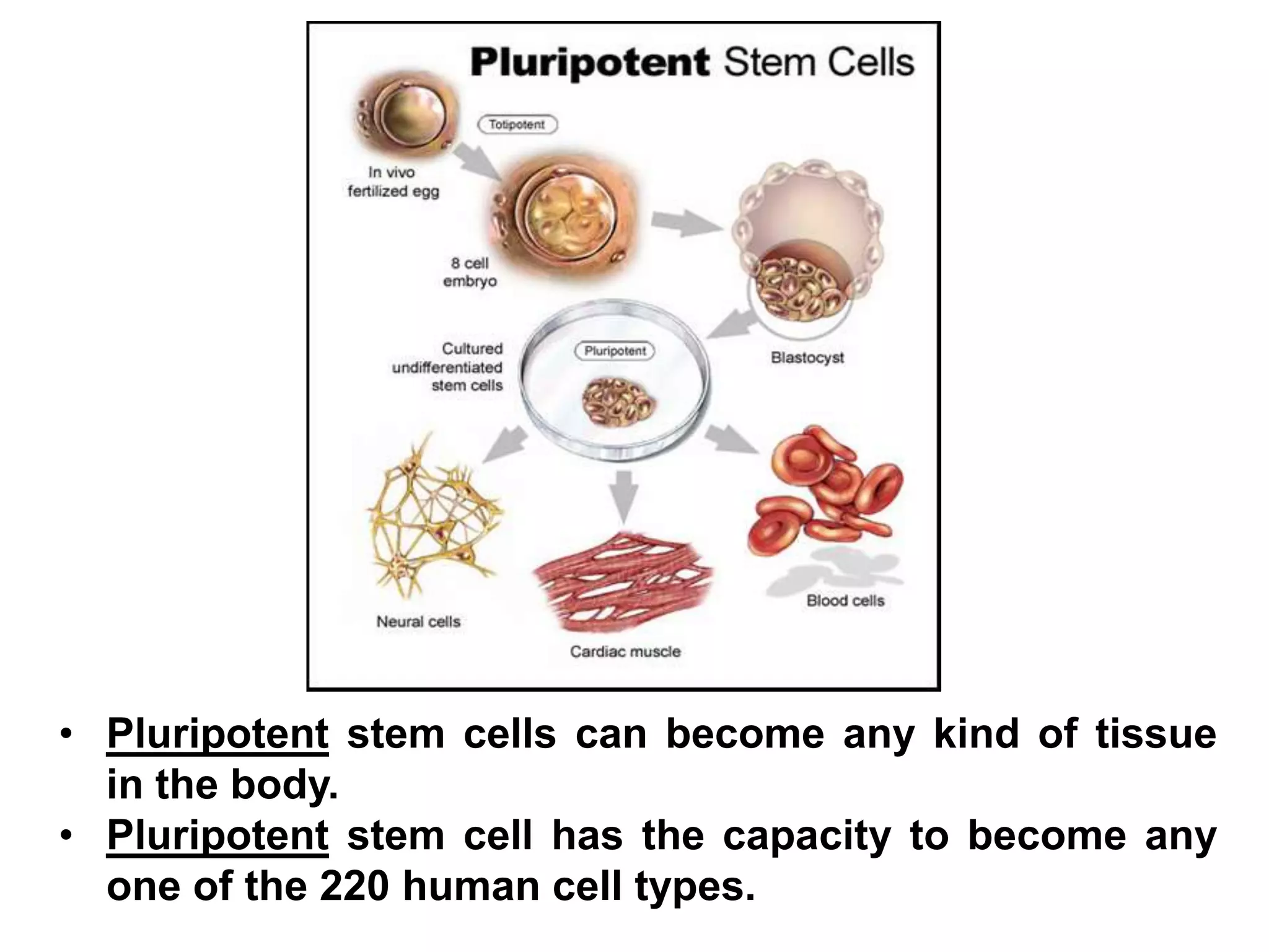 • Pluripotent stem cells can become any kind of tissue
in the body.
• Pluripotent stem cell has the capacity to become any
one of the 220 human cell types.
 