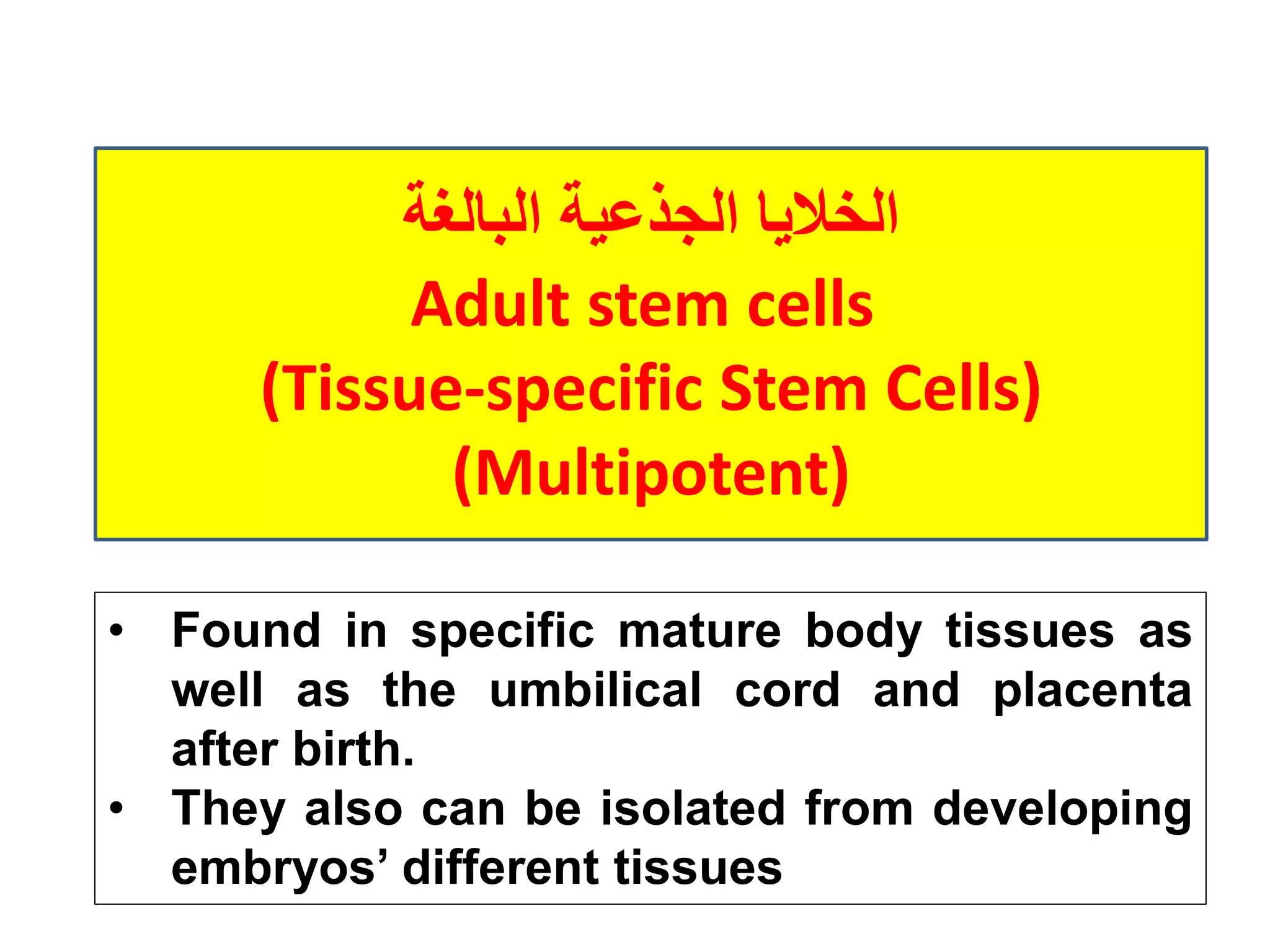 ‫الجذعية‬ ‫الخاليا‬‫البالغة‬
Adult stem cells
(Tissue-specific Stem Cells)
(Multipotent)
• Found in specific mature body tissues as
well as the umbilical cord and placenta
after birth.
• They also can be isolated from developing
embryos’ different tissues
 