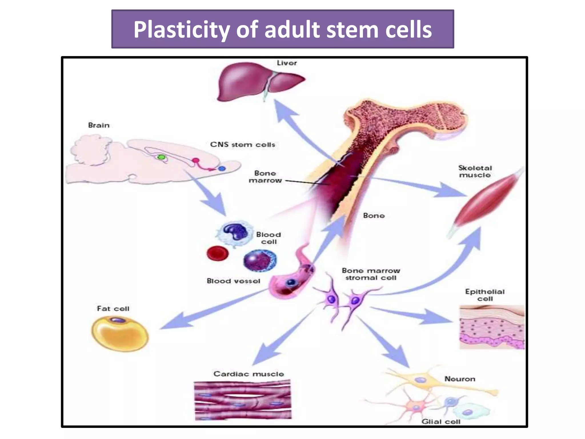 Plasticity of adult stem cells
 