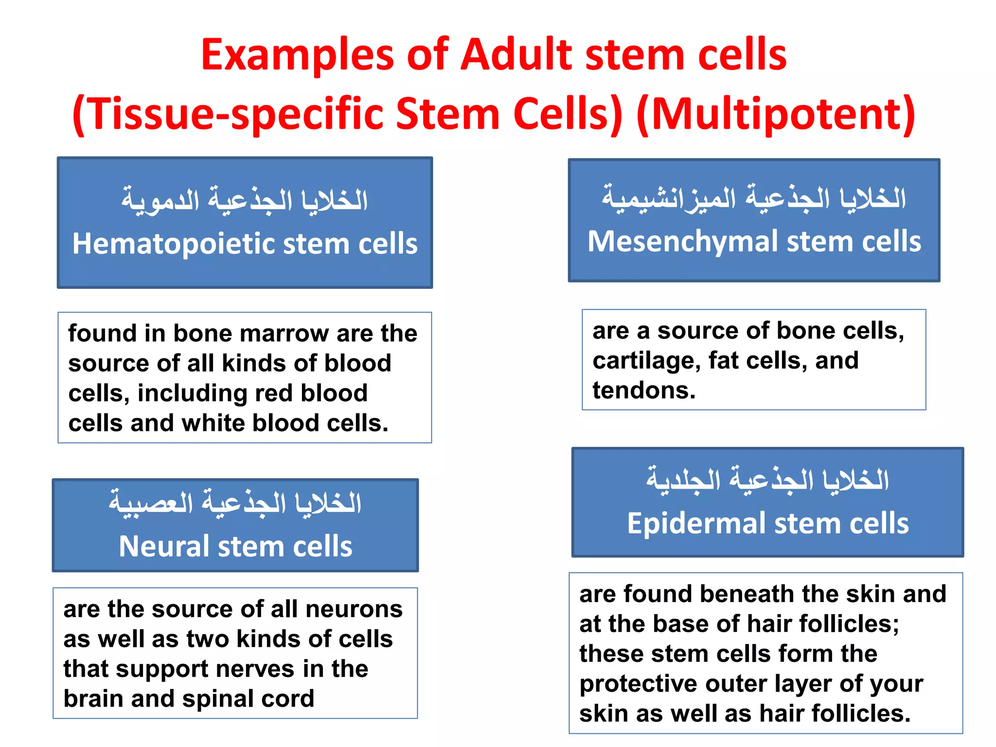 Examples of Adult stem cells
(Tissue-specific Stem Cells) (Multipotent)
‫الجذعية‬ ‫الخاليا‬‫الميزانشيمي‬‫ة‬
Mesenchymal stem cells
‫الجذعية‬ ‫الخاليا‬‫الجلدية‬
Epidermal stem cells
‫الجذعية‬ ‫الخاليا‬‫الدموية‬
Hematopoietic stem cells
‫الجذعية‬ ‫الخاليا‬‫العصبية‬
Neural stem cells
found in bone marrow are the
source of all kinds of blood
cells, including red blood
cells and white blood cells.
are a source of bone cells,
cartilage, fat cells, and
tendons.
are found beneath the skin and
at the base of hair follicles;
these stem cells form the
protective outer layer of your
skin as well as hair follicles.
are the source of all neurons
as well as two kinds of cells
that support nerves in the
brain and spinal cord
 