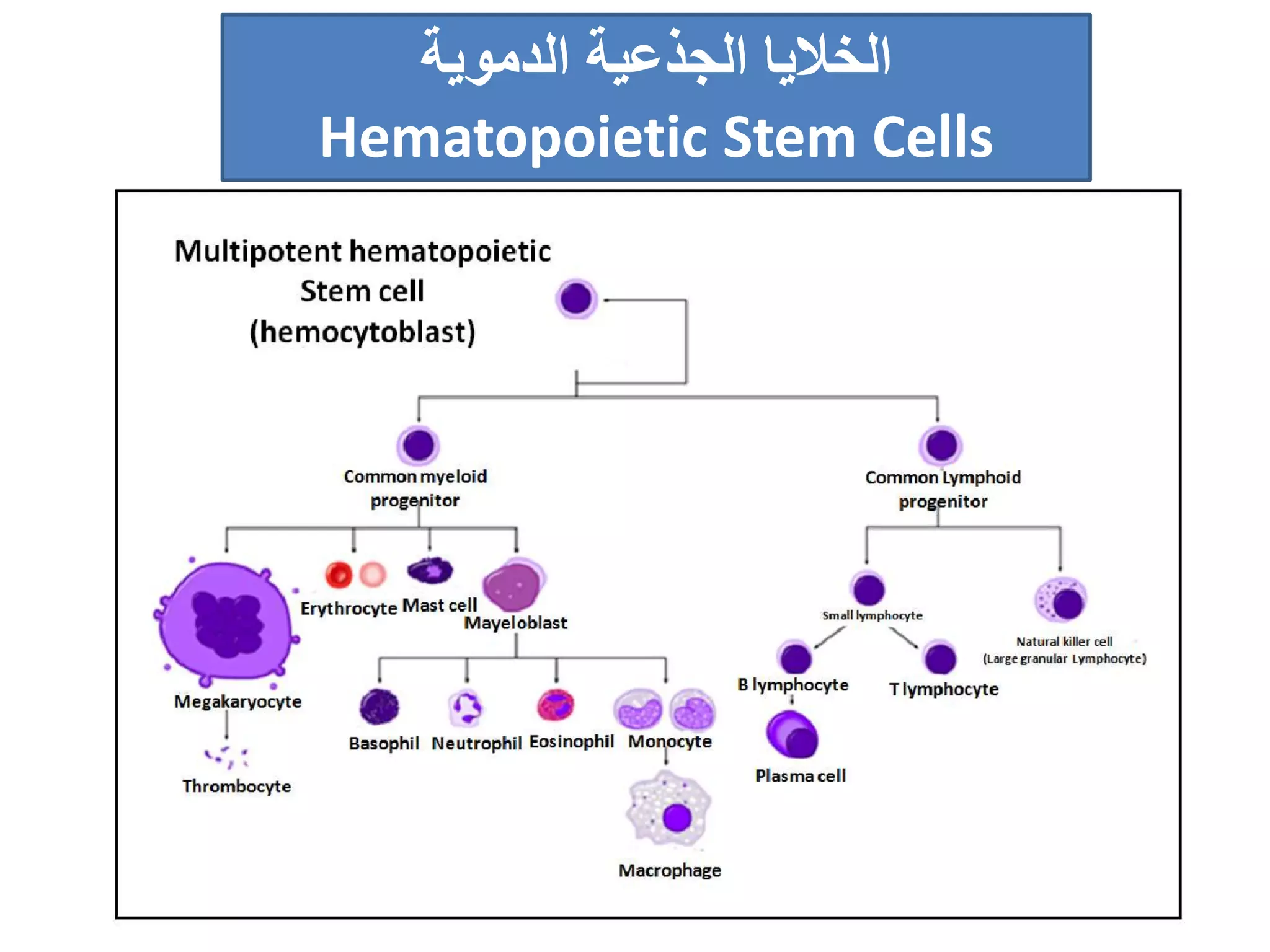 ‫الجذعية‬ ‫الخاليا‬‫الدموية‬
Hematopoietic Stem Cells
 