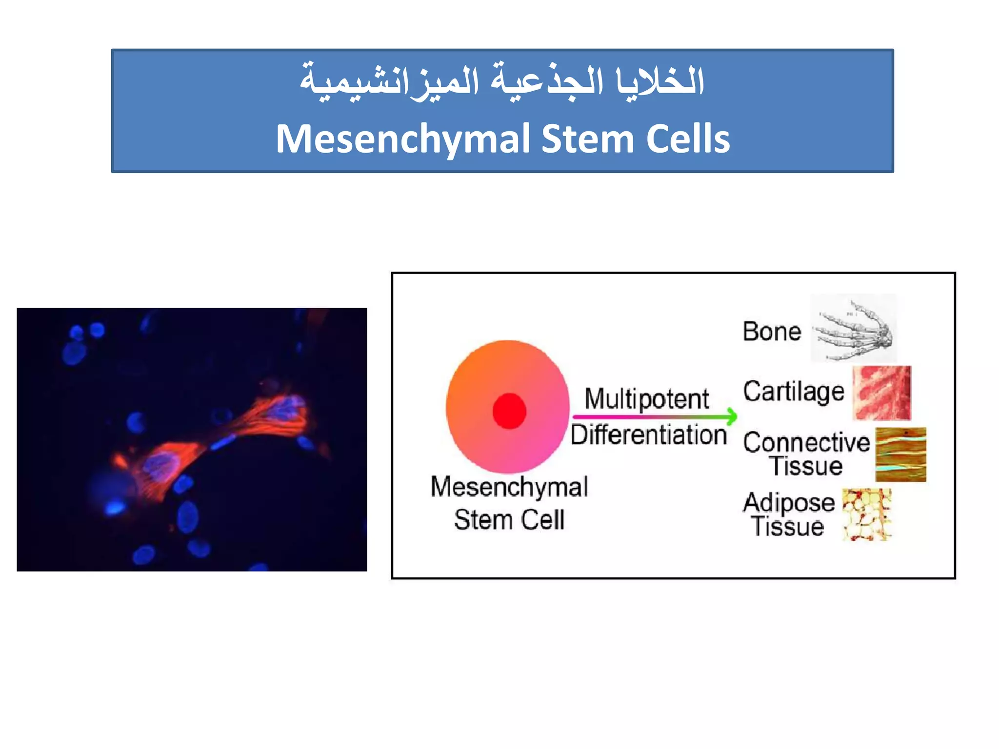 ‫الجذعية‬ ‫الخاليا‬‫الميزانشيمية‬
Mesenchymal Stem Cells
 