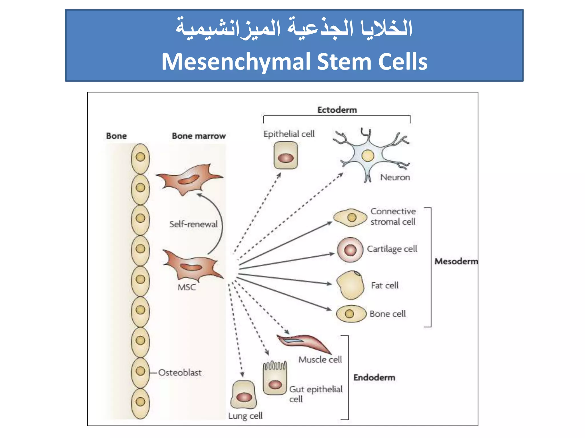‫الجذعية‬ ‫الخاليا‬‫الميزانشيمية‬
Mesenchymal Stem Cells
 