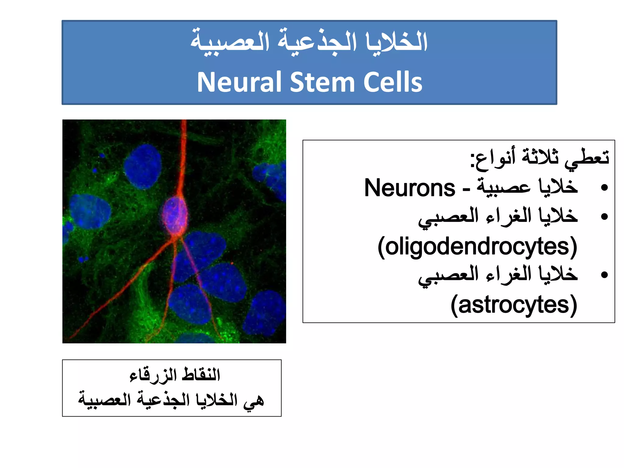 ‫الجذعية‬ ‫الخاليا‬‫العصبية‬
Neural Stem Cells
‫الزرقاء‬ ‫النقاط‬
‫العصبية‬ ‫الجذعية‬ ‫الخاليا‬ ‫هي‬
 