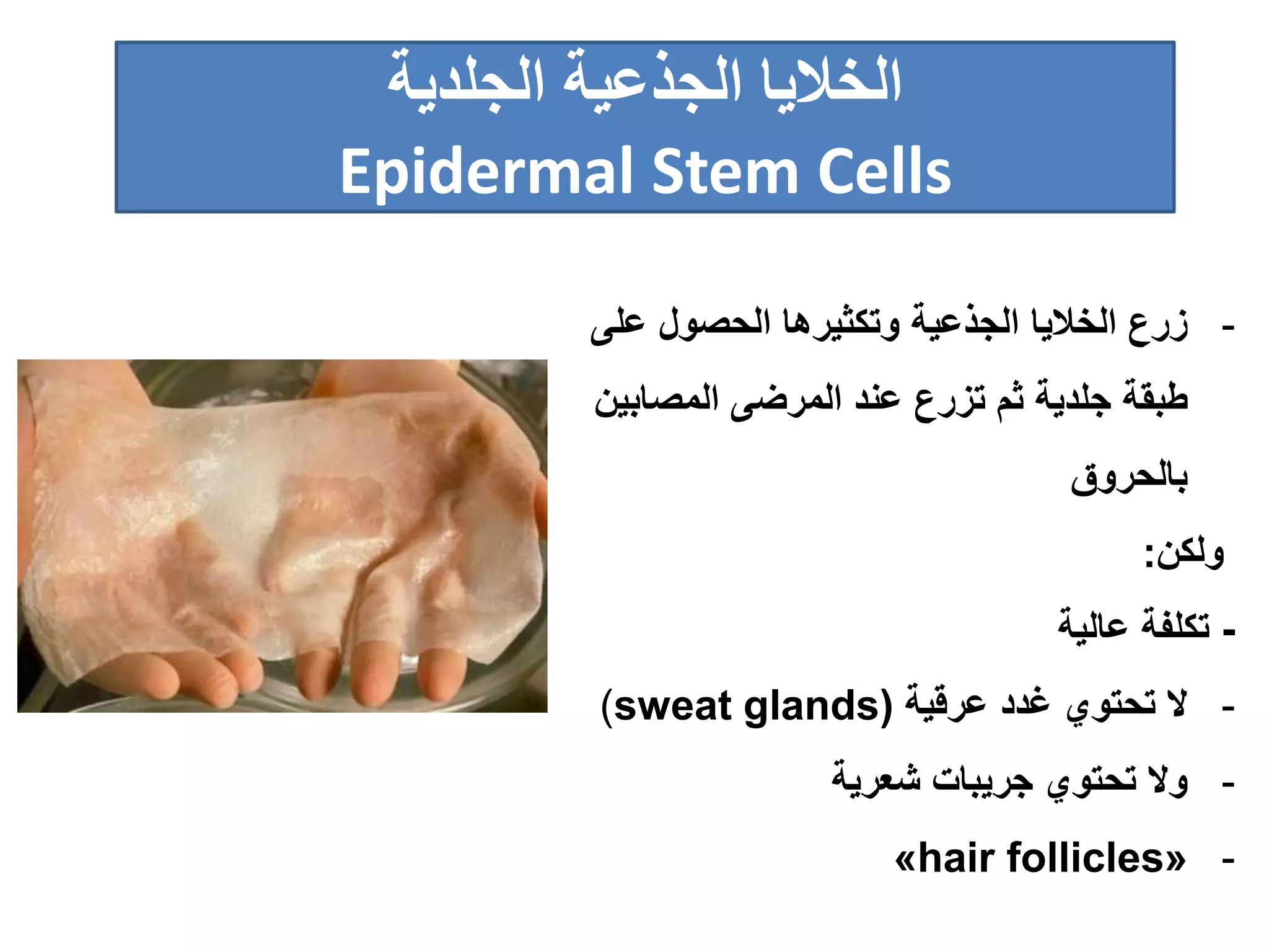 ‫الجذعية‬ ‫الخاليا‬‫الجلدية‬
Epidermal Stem Cells
-‫زرع‬‫الجذعية‬ ‫الخاليا‬‫وتكثيرها‬‫الحصول‬‫على‬
‫طبقة‬‫جلدية‬‫عند‬ ‫تزرع‬ ‫ثم‬‫المصابين‬ ‫المرضى‬
‫بالحروق‬
‫ولكن‬:
-‫عالية‬ ‫تكلفة‬
-‫عرقية‬ ‫غدد‬ ‫تحتوي‬ ‫ال‬(sweat glands)
-‫شعرية‬ ‫جريبات‬ ‫تحتوي‬ ‫وال‬
-«hair follicles»
 