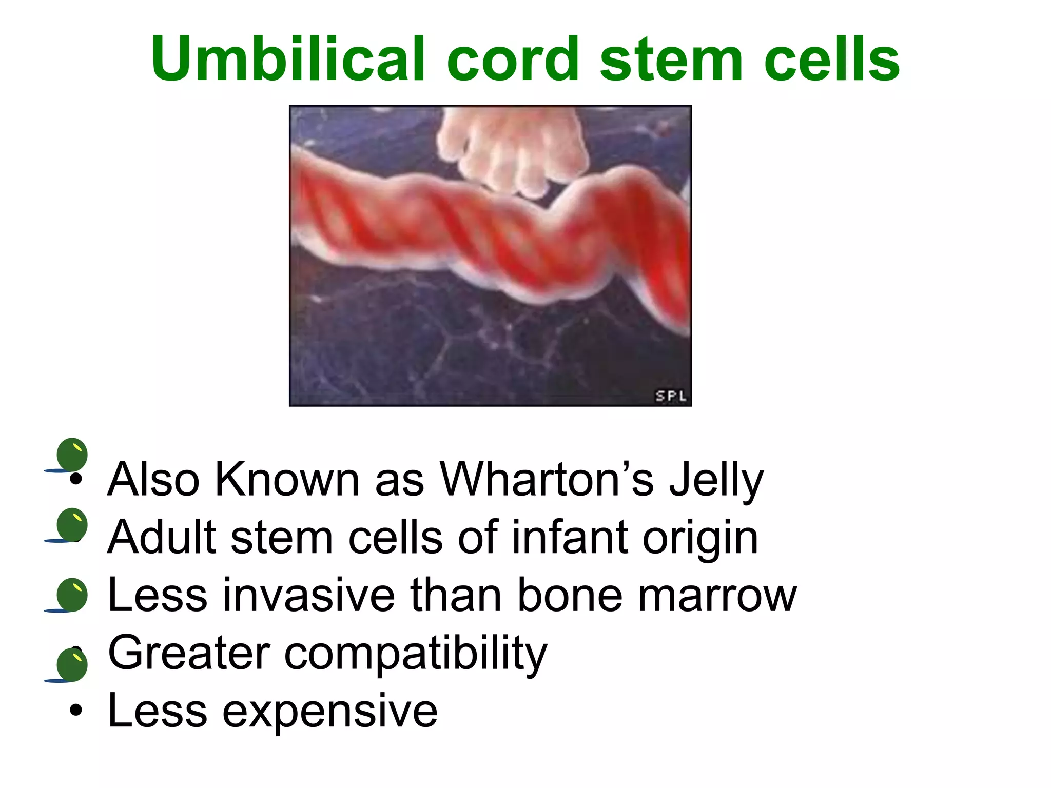 Umbilical cord stem cells
• Also Known as Wharton’s Jelly
• Adult stem cells of infant origin
• Less invasive than bone marrow
• Greater compatibility
• Less expensive
 