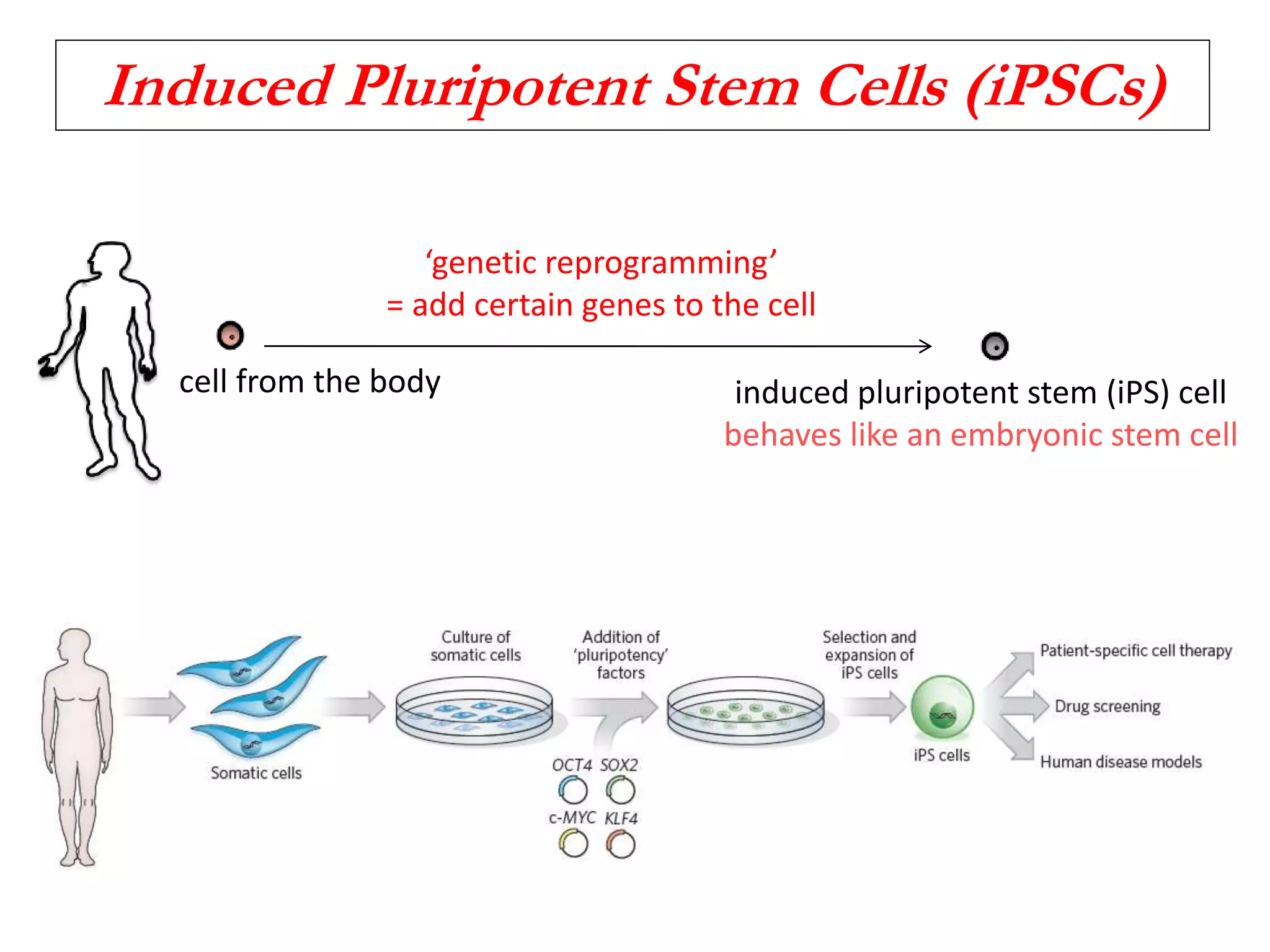 Induced Pluripotent Stem Cells (iPSCs)
cell from the body
‘genetic reprogramming’
= add certain genes to the cell
induced pluripotent stem (iPS) cell
behaves like an embryonic stem cell
 