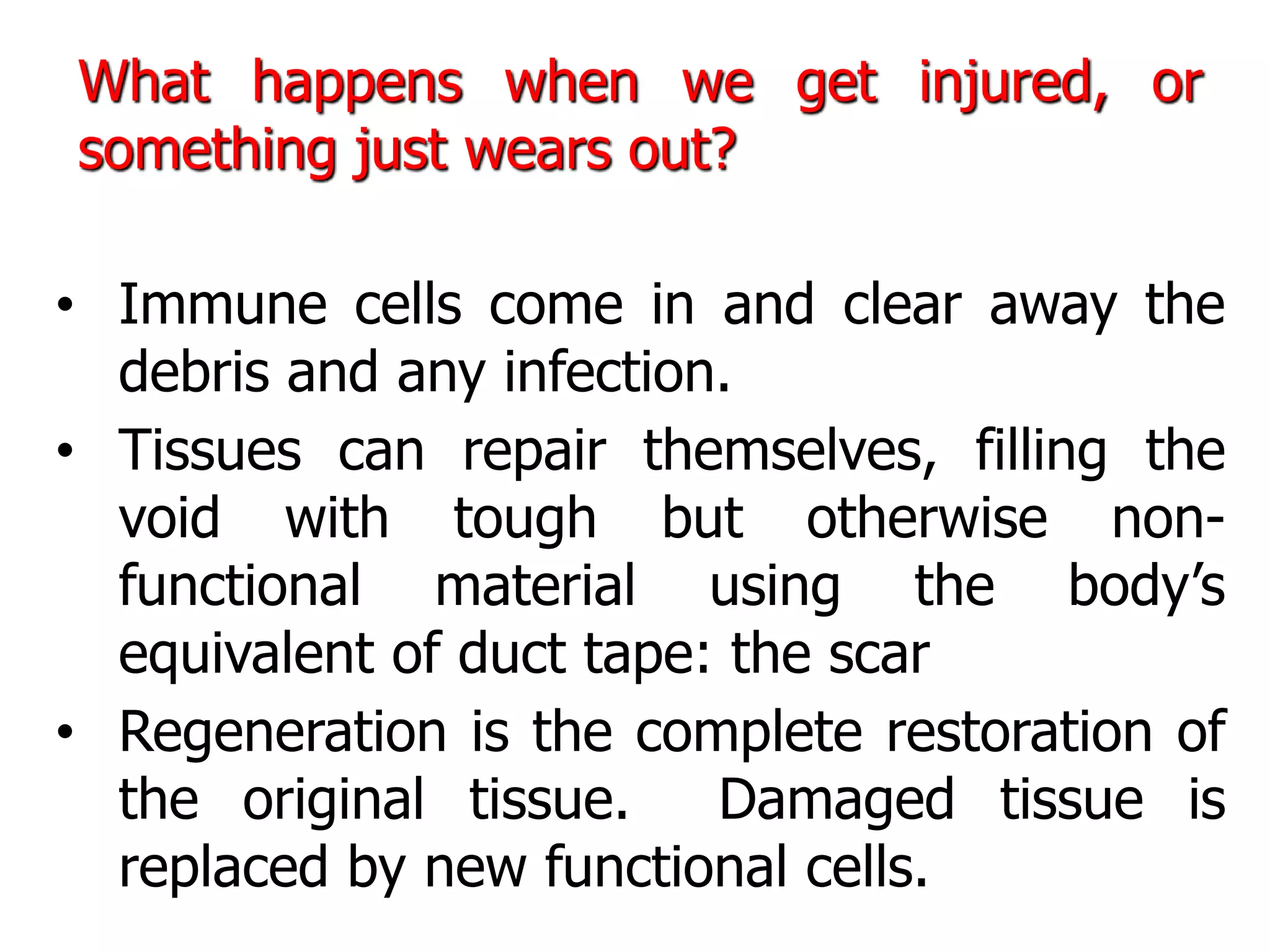 What happens when we get injured, or
something just wears out?
• Immune cells come in and clear away the
debris and any infection.
• Tissues can repair themselves, filling the
void with tough but otherwise non-
functional material using the body’s
equivalent of duct tape: the scar
• Regeneration is the complete restoration of
the original tissue. Damaged tissue is
replaced by new functional cells.
 