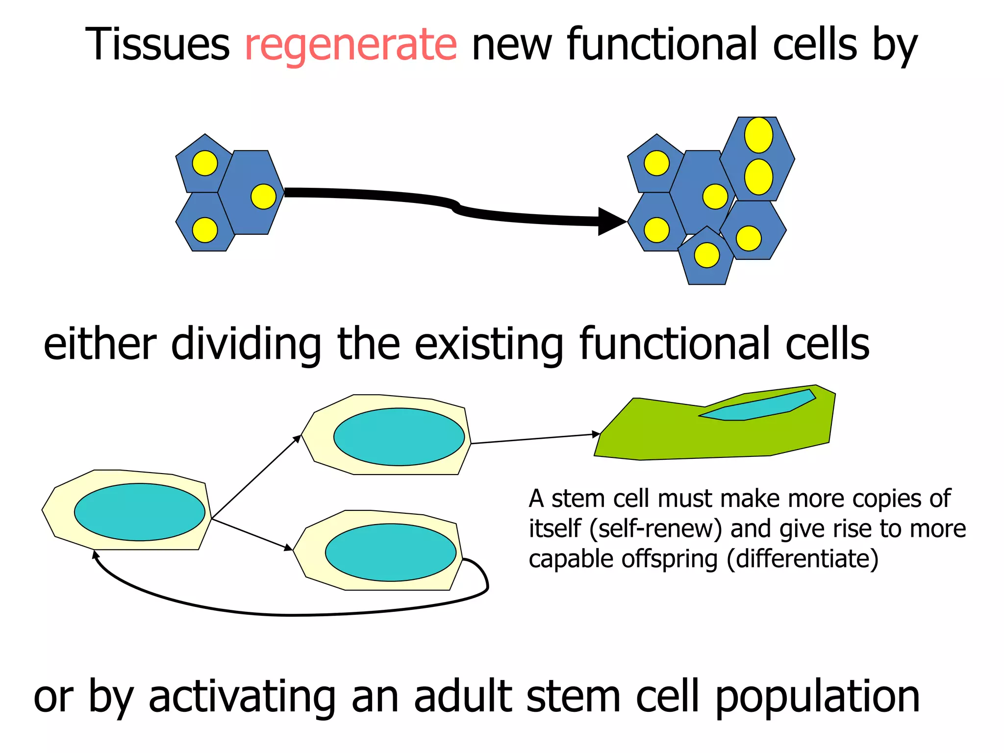 Tissues regenerate new functional cells by
either dividing the existing functional cells
or by activating an adult stem cell population
A stem cell must make more copies of
itself (self-renew) and give rise to more
capable offspring (differentiate)
 