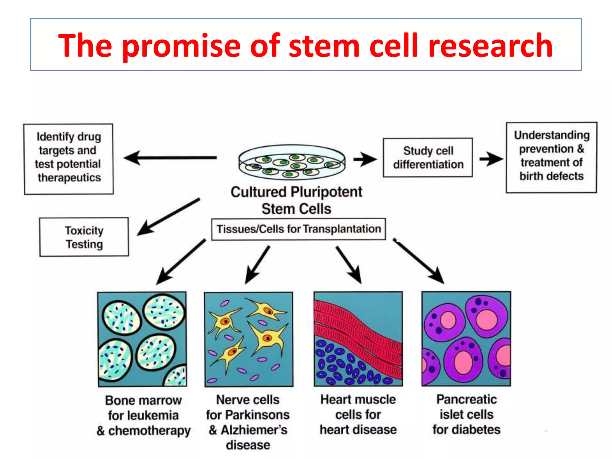 The promise of stem cell research
 