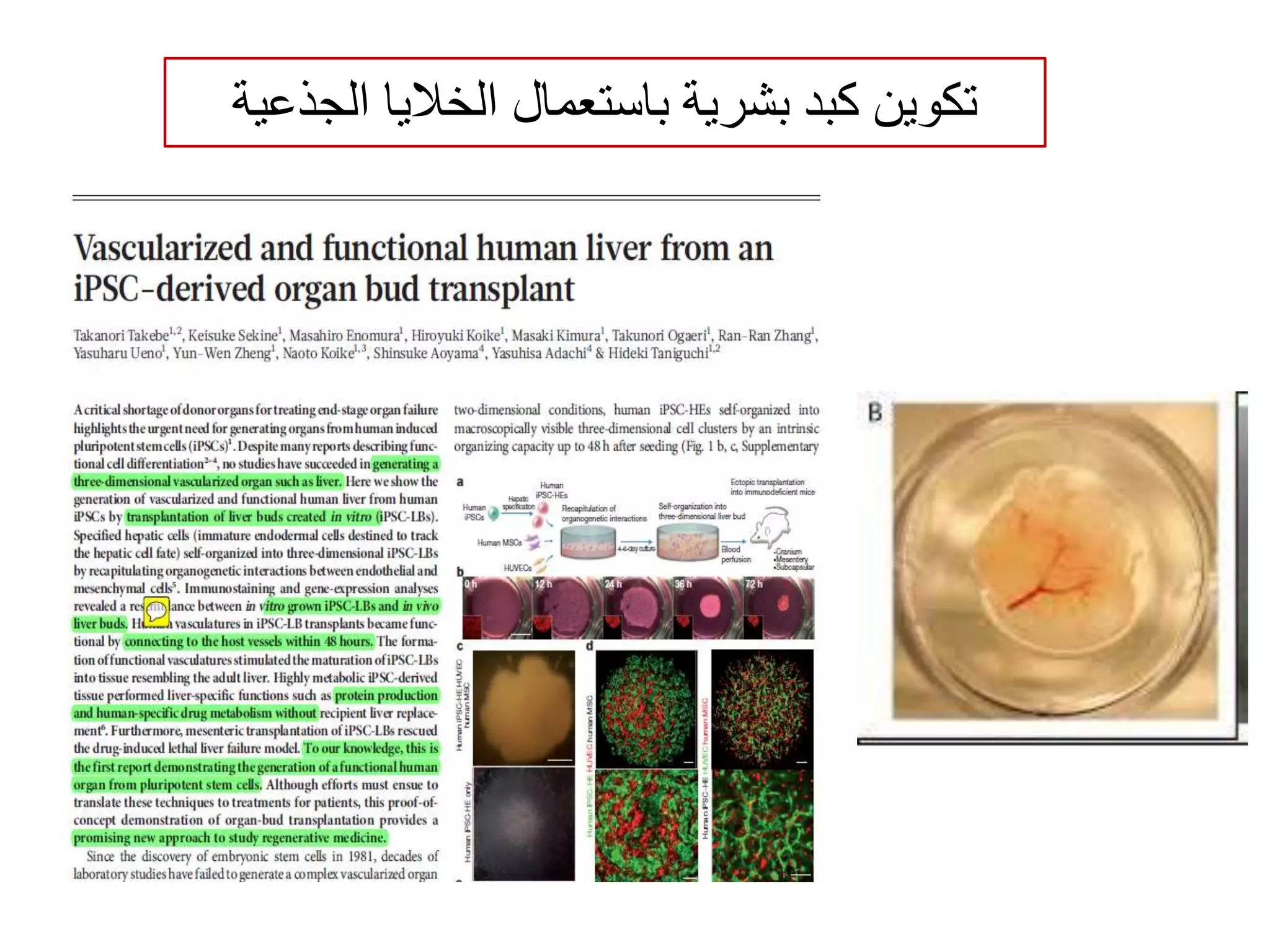 ‫الجذعية‬ ‫الخاليا‬ ‫باستعمال‬ ‫بشرية‬ ‫كبد‬ ‫تكوين‬
 