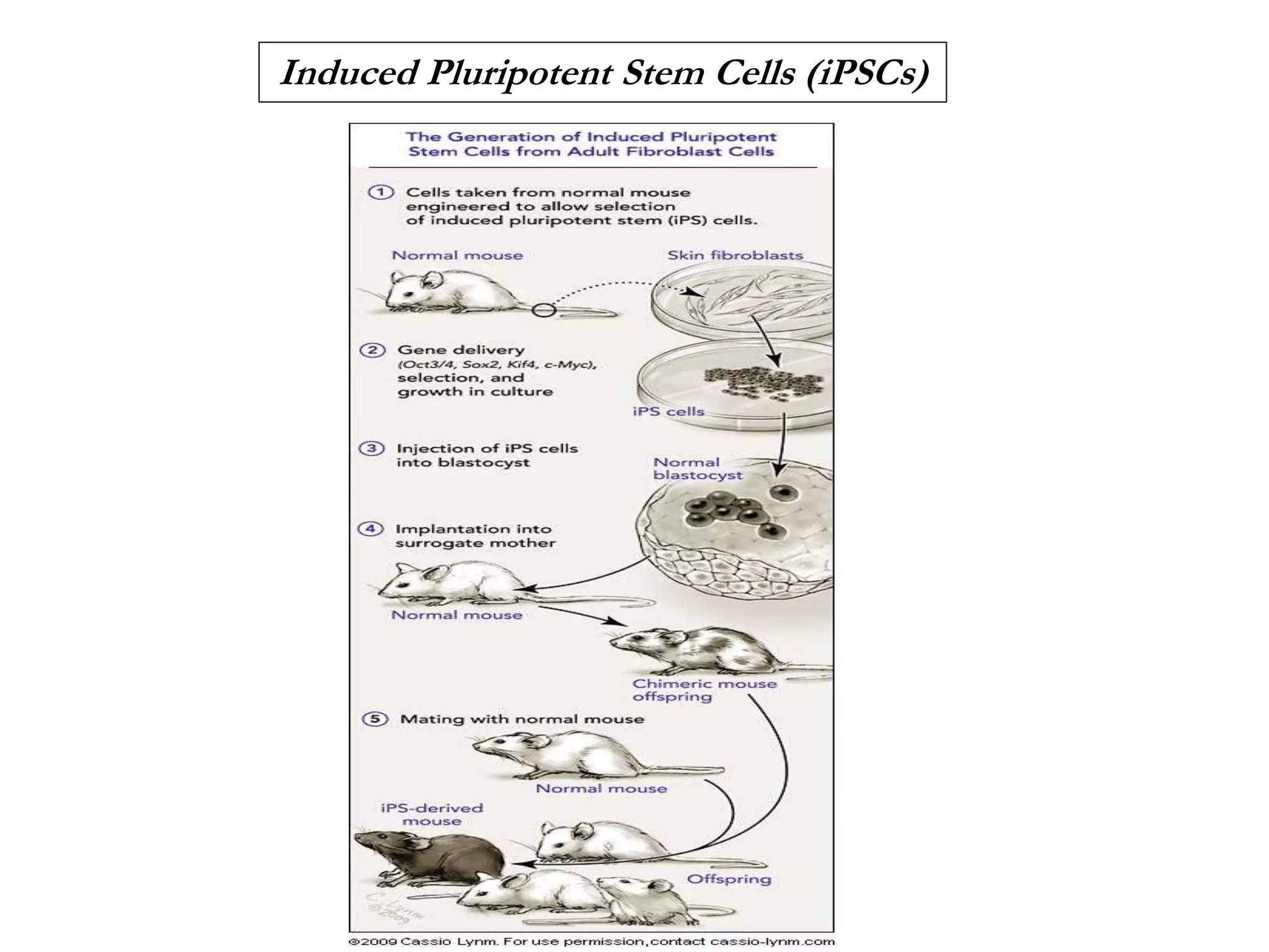 Induced Pluripotent Stem Cells (iPSCs)
 