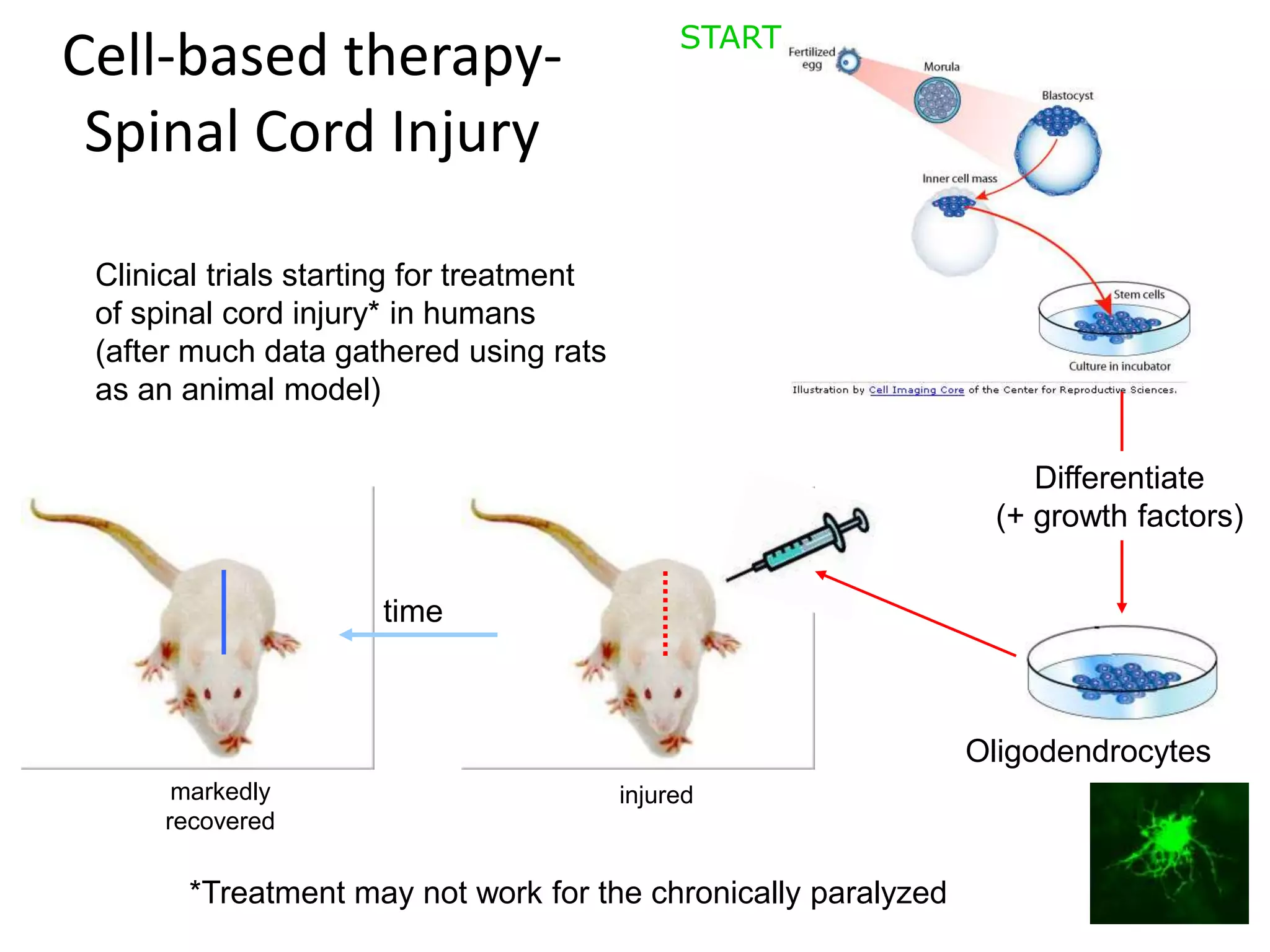 Cell-based therapy-
Spinal Cord Injury
Differentiate
(+ growth factors)
START
*Treatment may not work for the chronically paralyzed
time
Oligodendrocytes
Clinical trials starting for treatment
of spinal cord injury* in humans
(after much data gathered using rats
as an animal model)
injuredmarkedly
recovered
 