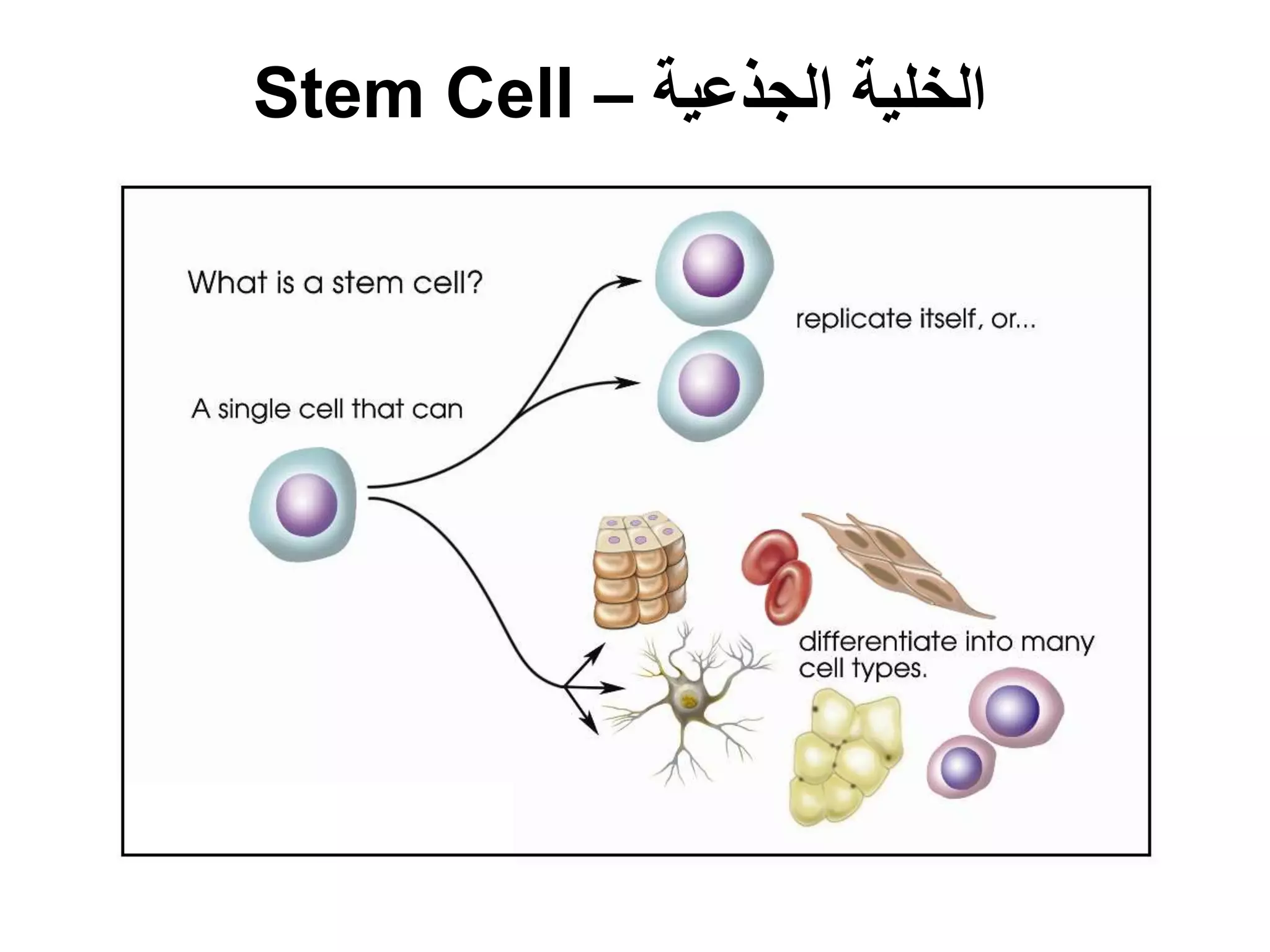 ‫الجذعية‬ ‫الخلية‬–Stem Cell
 