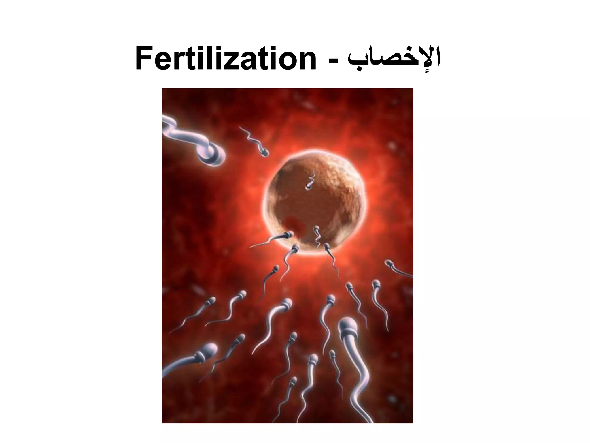 ‫اإلخصاب‬-Fertilization
 