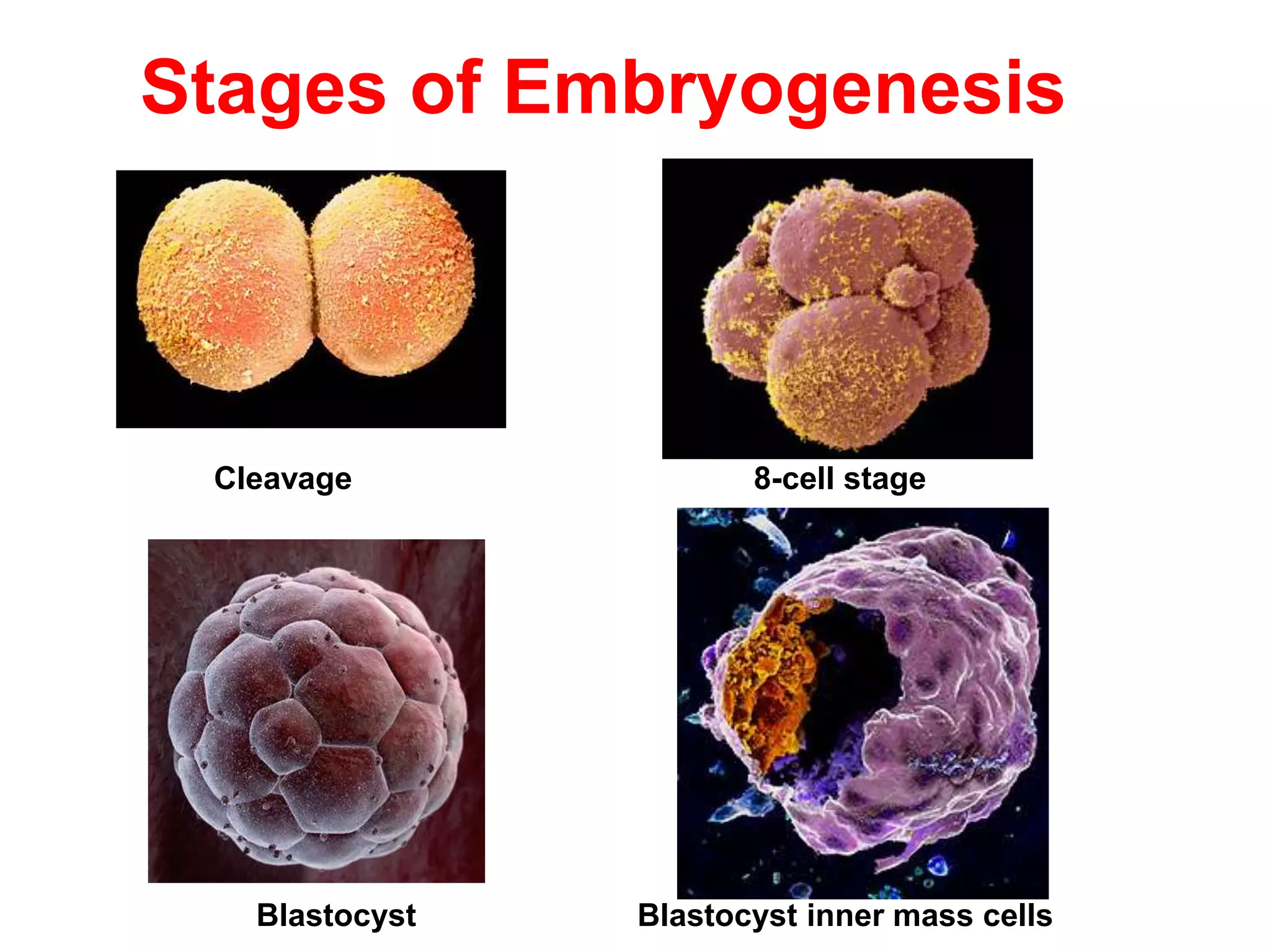 Stages of Embryogenesis
Blastocyst Blastocyst inner mass cells
8-cell stageCleavage
 
