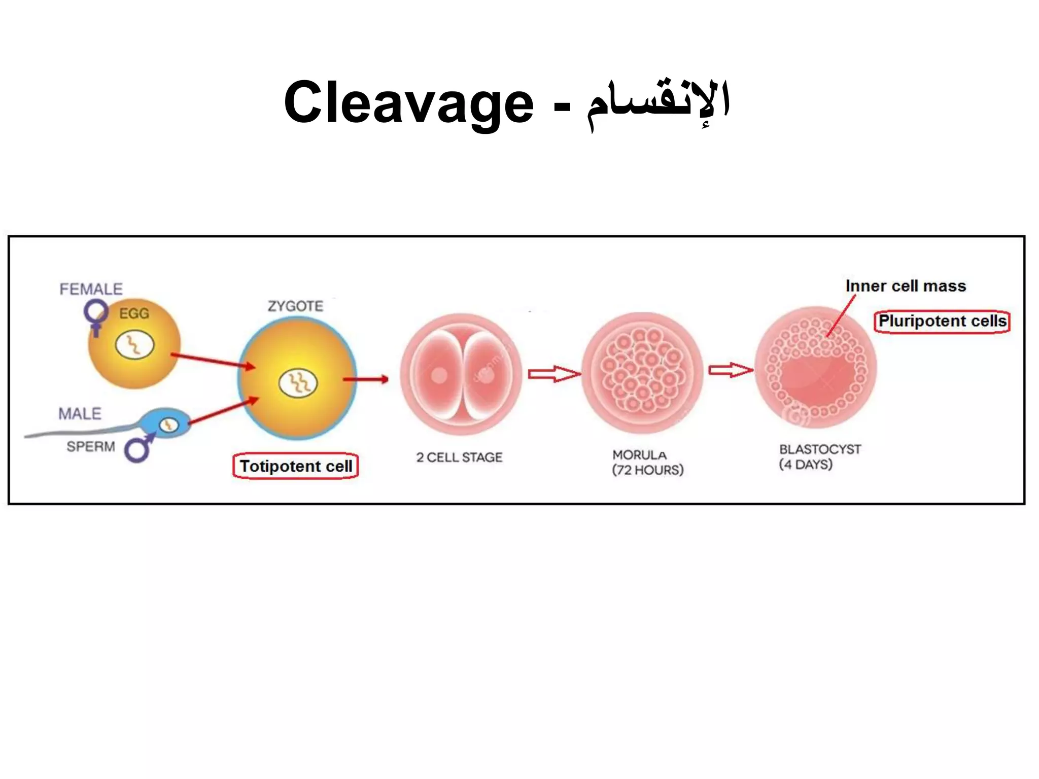 ‫ا‬‫إل‬‫نقسام‬-Cleavage
 