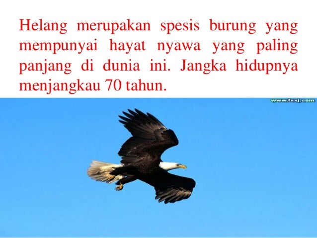 Cerita Motivasi Helang
