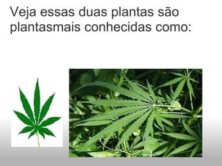 Veja essas duas plantas são plantasmais conhecidas como:                            