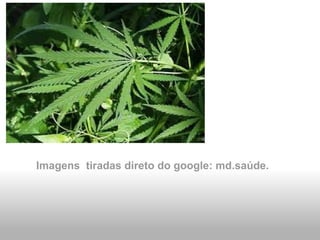 Imagens  tiradas direto do google: md.saúde. 
