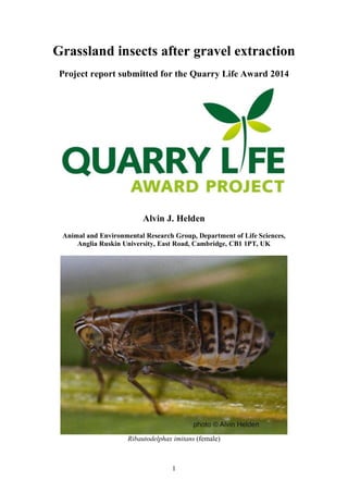 Grassland insects after gravel extraction 
Project report submitted for the Quarry Life Award 2014 
Alvin J. Helden 
Animal and Environmental Research Group, Department of Life Sciences, 
Anglia Ruskin University, East Road, Cambridge, CB1 1PT, UK 
Ribautodelphax imitans (female) 
1 
 