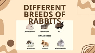 Differnt Rabbit HELE (2).pptx Rabbit Raising and its different types | PPTX