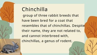 Interbred Rabbits HELE (2).pptx Rabbit Raising and its different types | PPTX