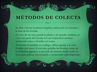 MÉTODOS DE COLECTA
Se debe colectar la planta completa, incluyendo los rizomas y
la base de las frondas.
En caso de ser muy grande la planta o de tamaño mediano, se
corta una parte del rizoma con sus respectivas escamas
incluyendo raíces y frondas con soros.
Al montar el ejemplar en el pliego, deben quedar a la vista
frondas con soros. Si son muy grandes las frondas, como en
los helechos gigantes, se procede de manera similar como si
fuera para palmas, fraccionando y numerando cada fragmento.
 