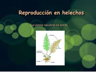 Reproducción en helechos
Reproducción en helechos
Las plantas vasculares sin semilla
Las plantas vasculares sin semilla

 