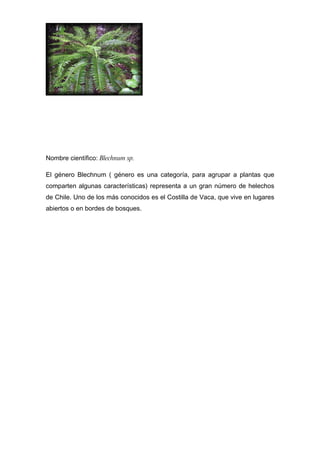 Nombre científico: Blechnum sp.

El género Blechnum ( género es una categoría, para agrupar a plantas que
comparten algunas características) representa a un gran número de helechos
de Chile. Uno de los más conocidos es el Costilla de Vaca, que vive en lugares
abiertos o en bordes de bosques.
 