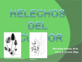 Mercedes Asanza, M.Sc.
                                                       Jenny E. Correa, Blga.

Pterozonium brevifrons (Pteridaceae)
                                       Bolbitis sp.
 