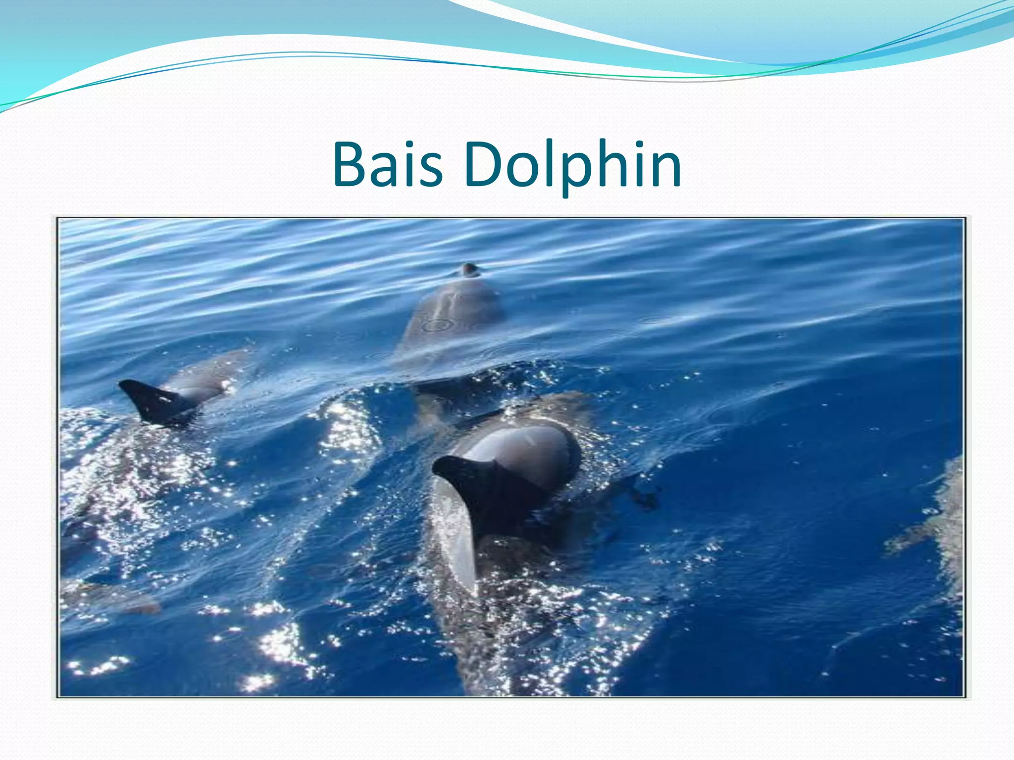 Bais Dolphin
 