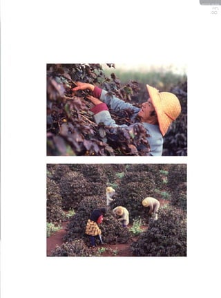 REVISTA HELENA




     83
 