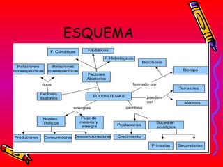 ESQUEMA  
