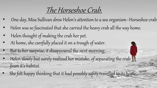 The Horseshoe Crab.
• One day, Miss Sullivan drew Helen’s attention to a sea organism–Horseshoe crab.
• Helen was so fascinated that she carried the heavy crab all the way home.
• At home, she carefully placed it on a trough of water.
• But to her surprise, it disappeared the next morning.
• Helen slowly but surely realized her mistake, of separating the crab
from it’s habitat.
• She felt happy thinking that it had possibly safely travelled to its home.
• Helen thought of making the crab her pet.
 