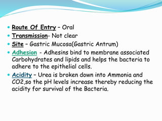  Route Of Entry – Oral
 Transmission- Not clear
 Site – Gastric Mucosa(Gastric Antrum)
 Adhesion - Adhesins bind to membrane associated
Carbohydrates and lipids and helps the bacteria to
adhere to the epithelial cells.
 Acidity – Urea is broken down into Ammonia and
CO2,so the pH levels increase thereby reducing the
acidity for survival of the Bacteria.
 