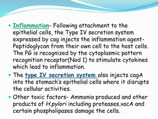  Inflammation- Following attachment to the
epithelial cells, the Type IV secretion system
expressed by cag injects the inflammation agent-
Peptidoglycan from their own cell to the host cells.
The PG is recognized by the cytoplasmic pattern
recognition receptor(Nod 1) to stimulate cytokines
which lead to inflammation.
 The type IV secretion system also injects cagA
into the stomach’s epithelial cells where it disrupts
the cellular activities.
 Other toxic factors- Ammonia produced and other
products of H.pylori including proteases,vacA and
certain phospholipases damage the cells.
 