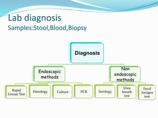 Lab diagnosis
Samples:Stool,Blood,Biopsy
Diagnosis
Endoscopic
methods
Rapid
Urease Test
Histology Culture PCR
Non
endoscopic
methods
Serology
Urea
breath
test
Fecal
Antigen
test
 