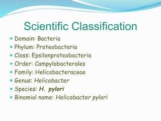 Scientific Classification
 Domain: Bacteria
 Phylum: Proteobacteria
 Class: Epsilonproteobacteria
 Order: Campylobacterales
 Family: Helicobacteraceae
 Genus: Helicobacter
 Species: H. pylori
 Binomial name: Helicobacter pylori
 
