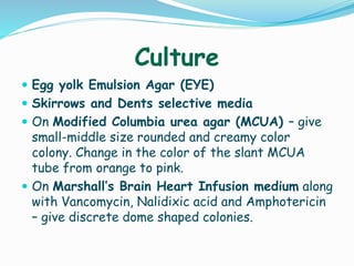 Culture
 Egg yolk Emulsion Agar (EYE)
 Skirrows and Dents selective media
 On Modified Columbia urea agar (MCUA) – give
small-middle size rounded and creamy color
colony. Change in the color of the slant MCUA
tube from orange to pink.
 On Marshall’s Brain Heart Infusion medium along
with Vancomycin, Nalidixic acid and Amphotericin
– give discrete dome shaped colonies.
 