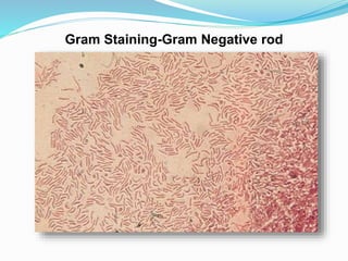 Gram Staining-Gram Negative rod
 